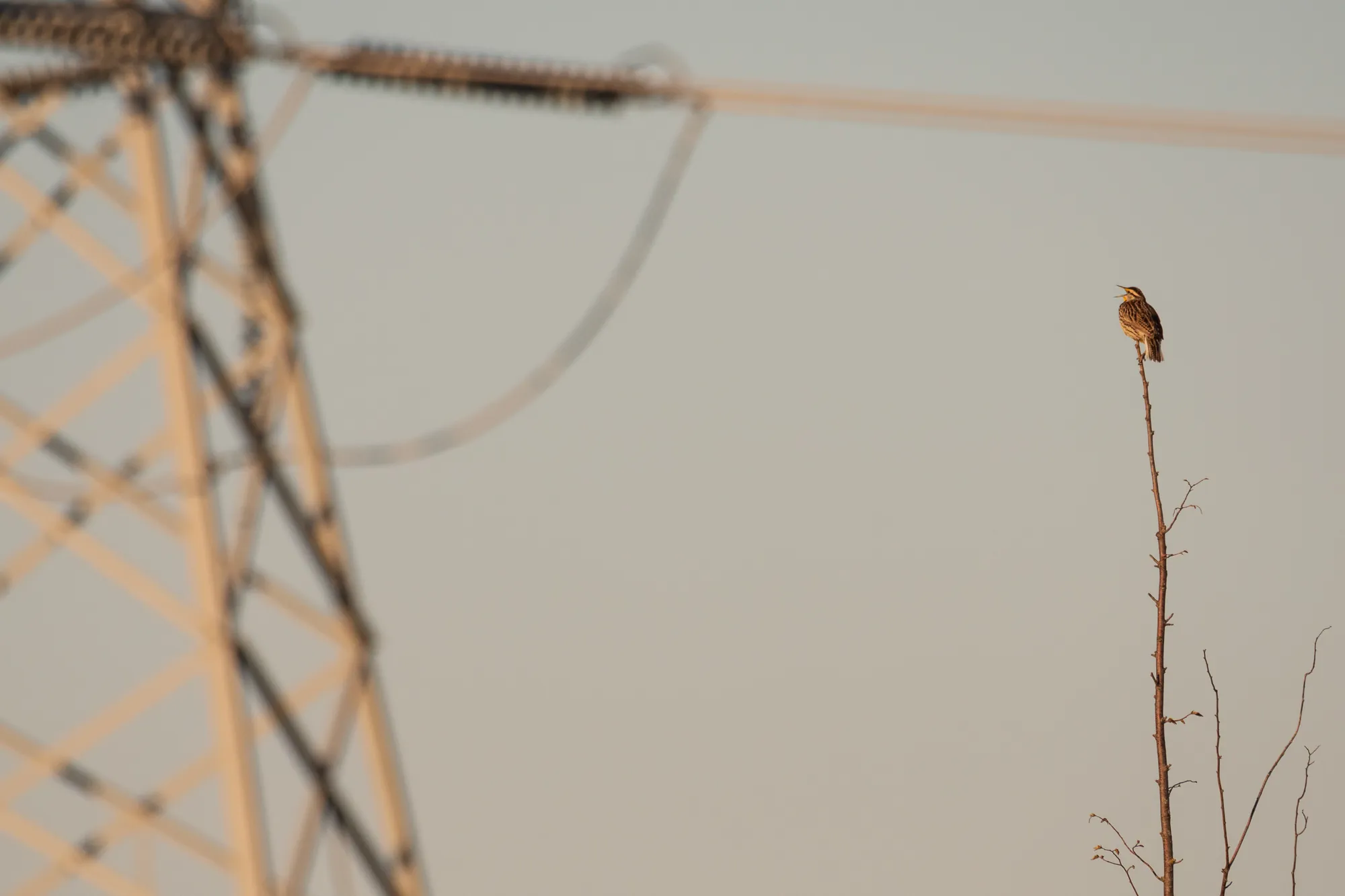 Meadowlark, powerlines, Wisconsin. 2020.